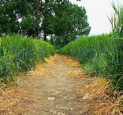 Dog's eye view, footpath, Driffield