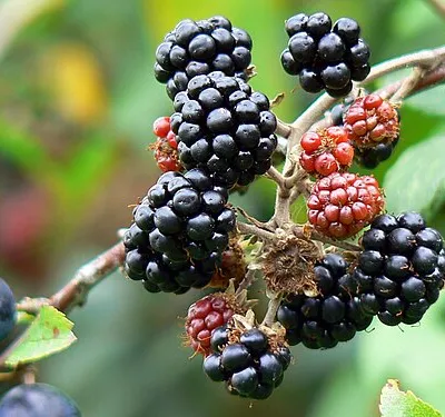 Blackberries, Swindon and Cricklade Railway Around the edge of the railway centre are several hedges. Here are some blackberries.