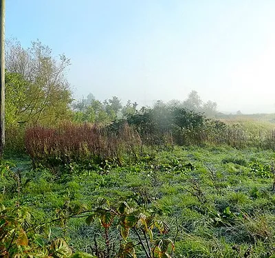 Autumnal field edge