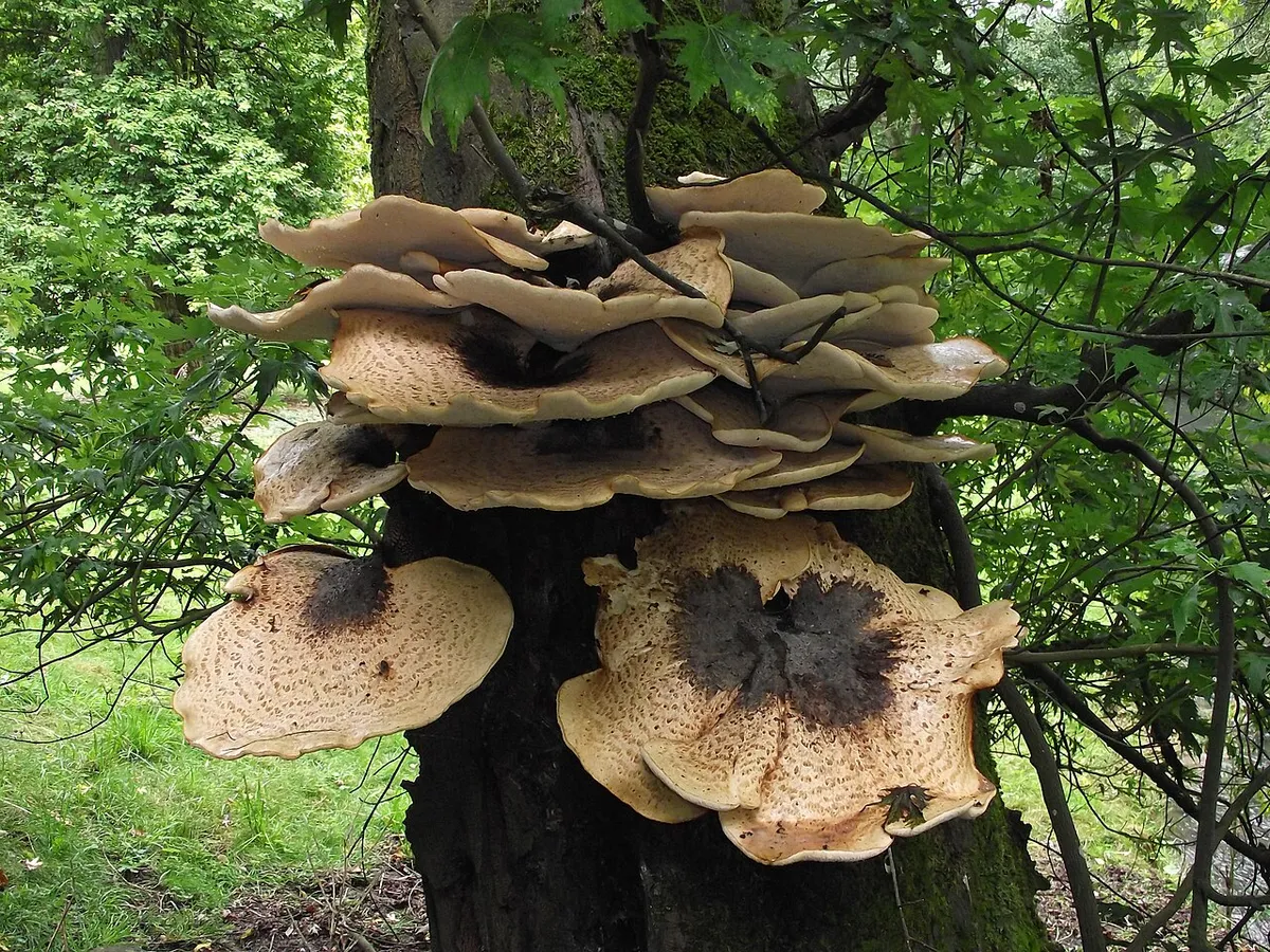 A fungi feast