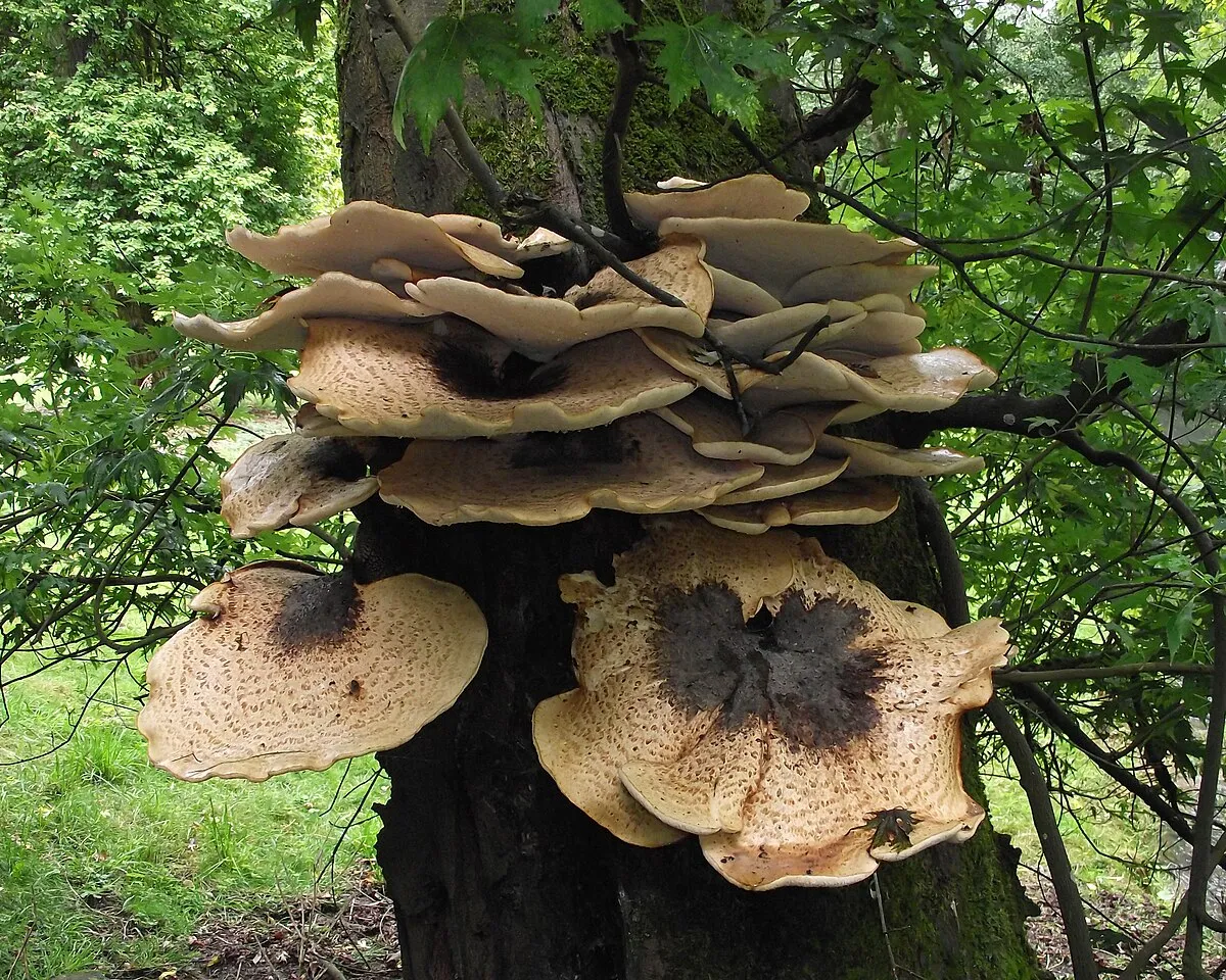 A fungi feast