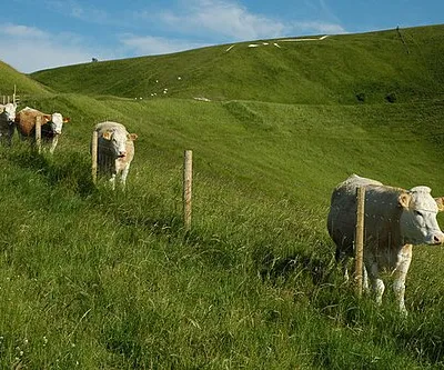 Cattle and a White Horse Cattle below Whitehorse Hill and the famous Uffington White Horse which is just visible on the brow of the hill.