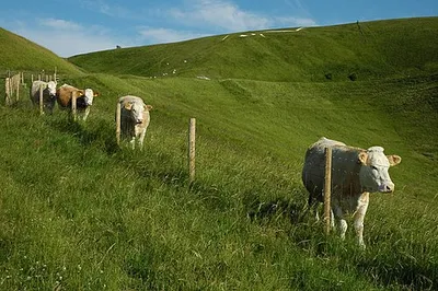 Cattle and a White Horse Cattle below Whitehorse Hill and the famous Uffington White Horse which is just visible on the brow of the hill.