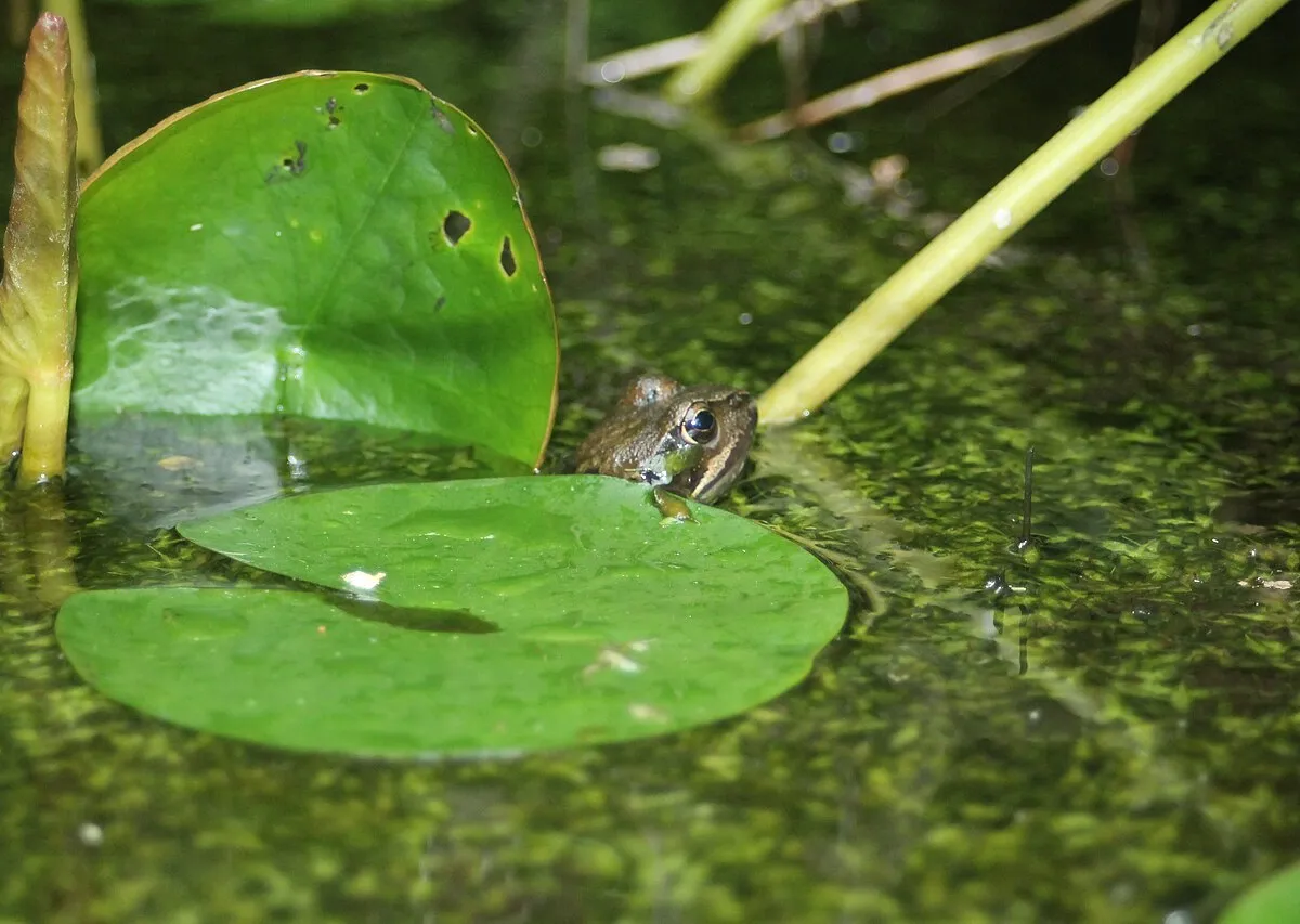 An image of a frog in a pond in Hidcote Bartrim