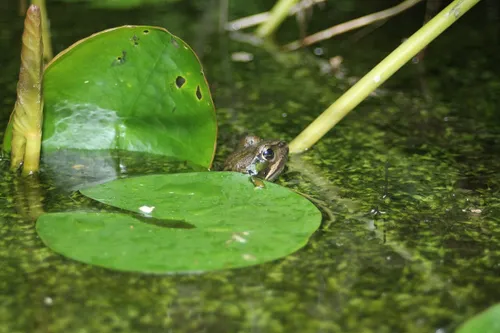 Hidcote Bartrim