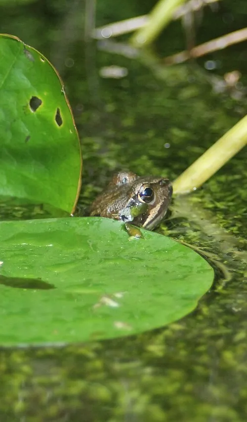 Hidcote Bartrim