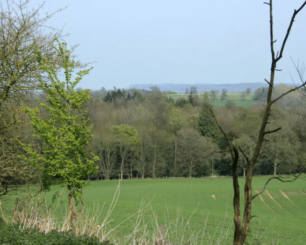 2010 : Pasture near Cuff's Corner