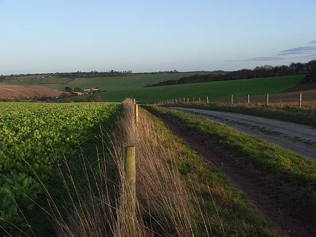 Above Hockham Bottom The track descending to Newbarn Farm. The buildings visible are at Mile End. The crop of turnips to the left was being strip-grazed by sheep
(https://www.geograph.org.uk/photo/314022 ).