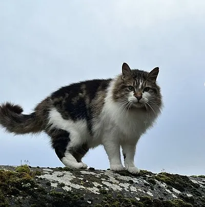 Cat on the wall