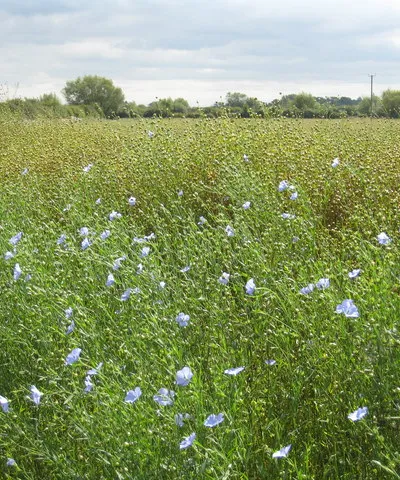 A field of linseed beside the Thames