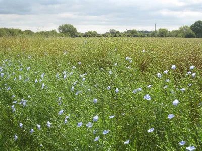A field of linseed beside the Thames