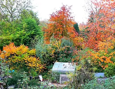A garden in Bishopstone, Swindon The building at the left is, I believe, an old watermill. It is built on a slope and the back of the property is much deeper than the front. The only plant I recognise is the sumach, the small orange tree nearest the mill. Quite decorative but they tend to spread suckers all over the place. Want to get rid of one? Here's how http://www.rhs.org.uk/advice/profiles0903/sumach_suckers.asp