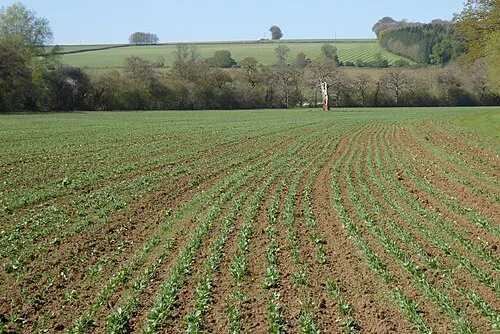 A field of broad beans