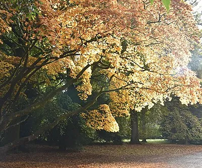 Autumn colours, Westonbirt Arboretum