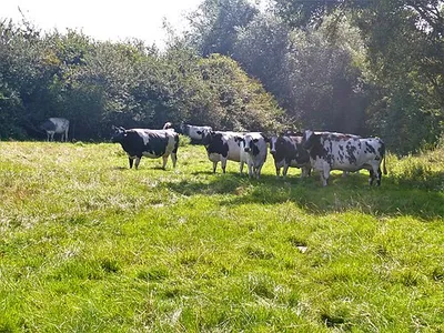 A circular walk around Cricklade [62]