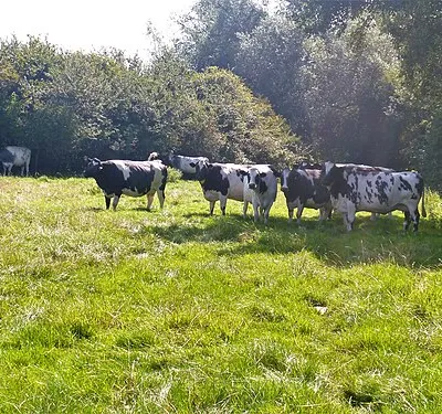 A circular walk around Cricklade [62]