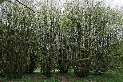 A Lime tree leafs for the 2000th time?
