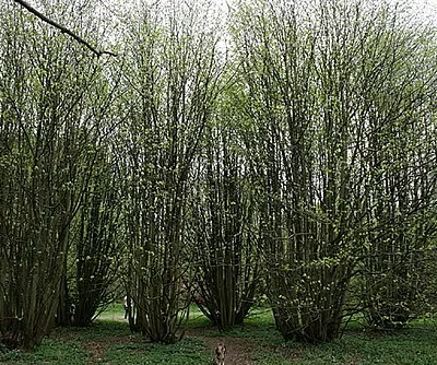 A Lime tree leafs for the 2000th time?