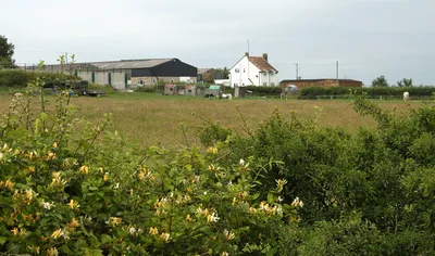 2011 : North Farm, Bushton, with honeysuckle