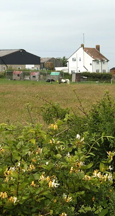 2011 : North Farm, Bushton, with honeysuckle