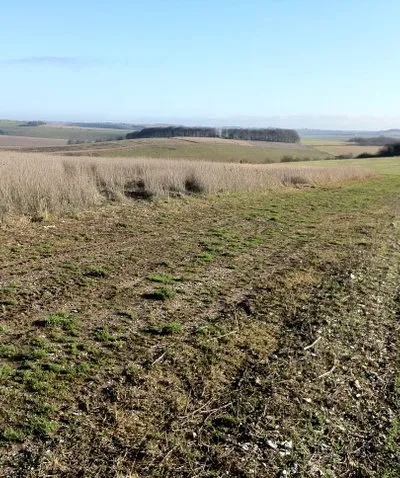 Downland at Temple Farm