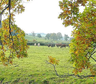 Cattle grazing near Wood Stanway Farm Glimpsed through some autumnally-coloured oak branches.