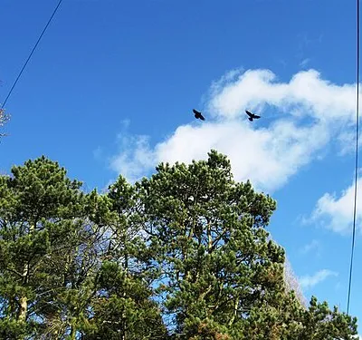 Crows in the pine trees