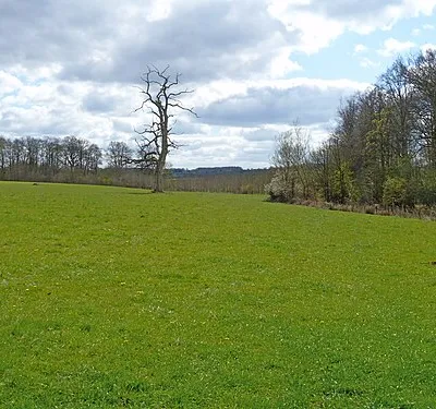 Alongside the wood