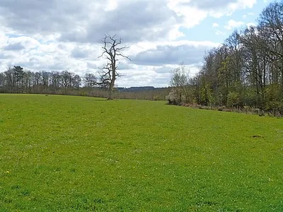 Alongside the wood