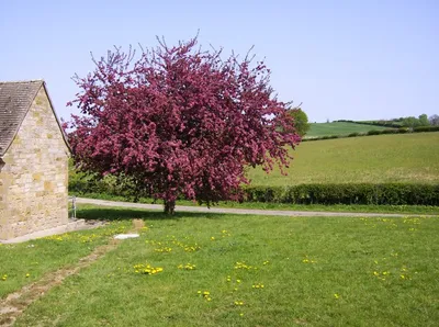 Ascott Corner pumping station and tree This triangle of green is between Ascott and Wychford. The rest of the pumping station (Severn Trent Water) is ugly. The tree is most interesting.