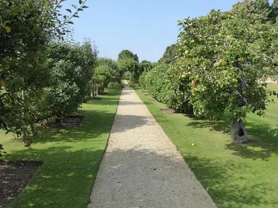 Apple trees at Rousham