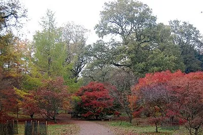 Autumn colour at Westonbirt Arboretum