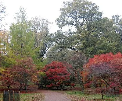 Autumn colour at Westonbirt Arboretum