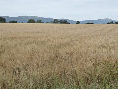 A field of barley