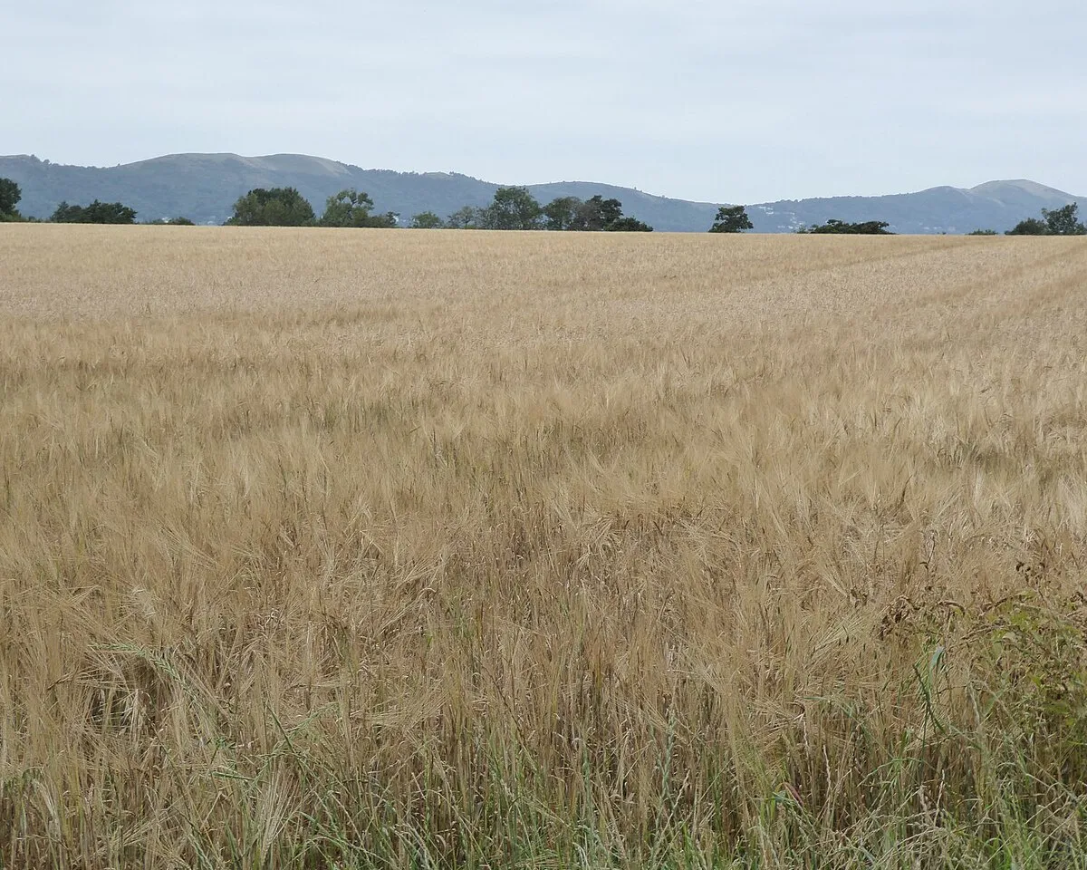 A field of barley