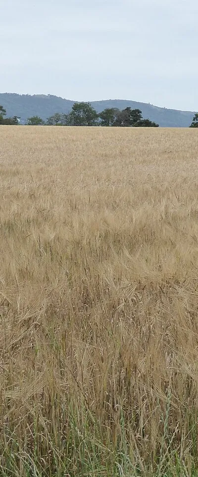 A field of barley
