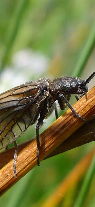 Alder Fly. Sialis species.