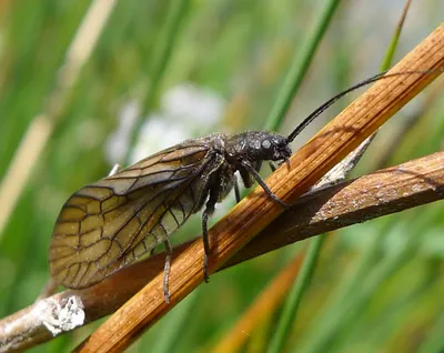 Alder Fly. Sialis species.
