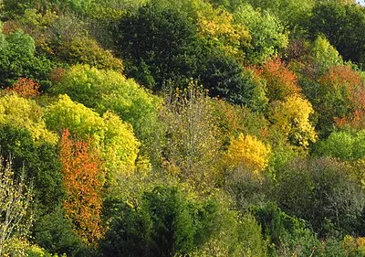 Autumn colours Cups Hill, Gretton