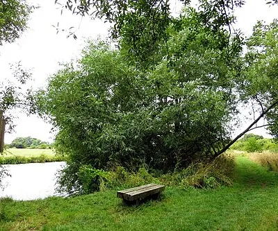 Bench by the river