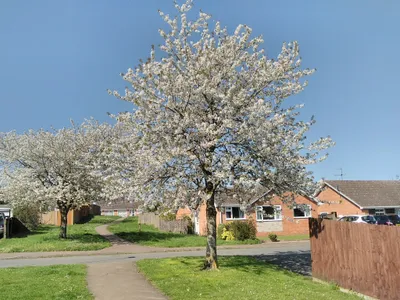 Blossom on trees