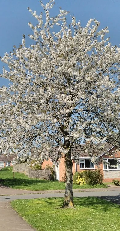 Blossom on trees