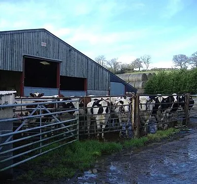 Cattle at Horsells farm Showing a keen interest in photography.
