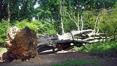 Saddle Oak 1