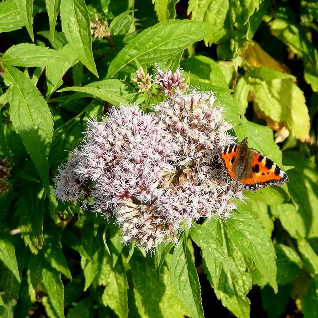 Small Tortoiseshell (Aglais urticae) on Hemp Agrimony Eupatorium cannabinum by Wickridge Street.