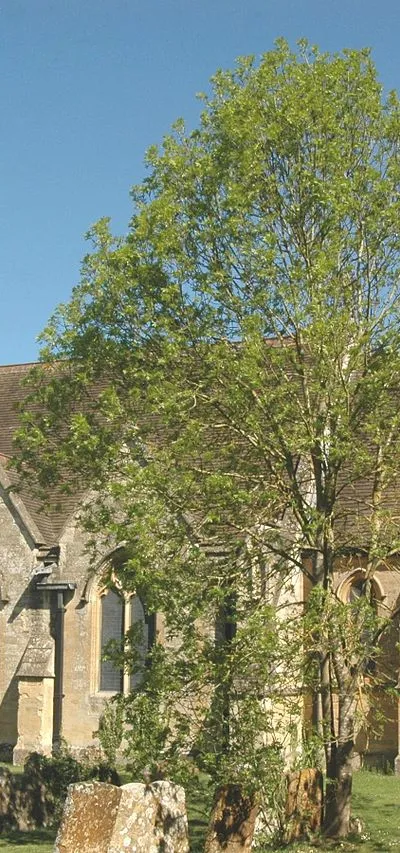 Church of England parish church of St Martin, Bladon, Oxfordshire, viewed from the south