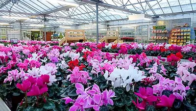 Super cyclamen