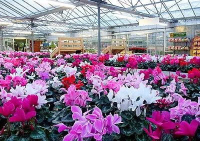 Super cyclamen