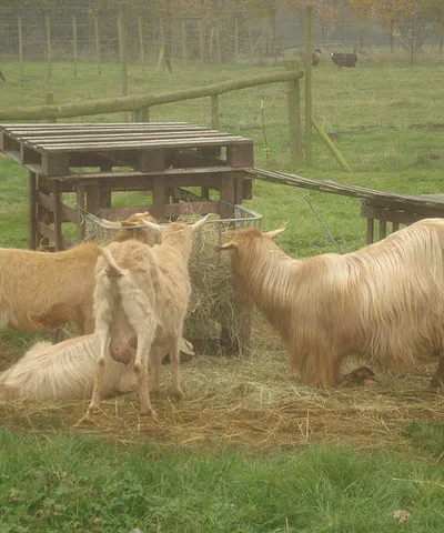 Domestic Fowl Trust - 2 Goats and sheep in the south end of the site.