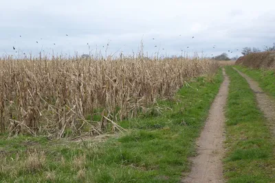 An unharvested field of maize